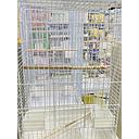 Bird Cage | E4A