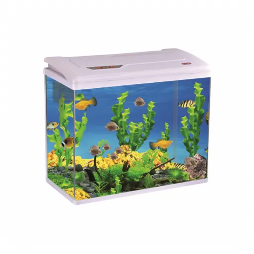 Pufeit | Fish Aquarium | PY580 